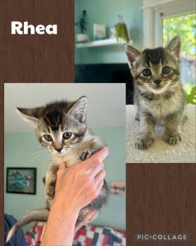 Rhea -  Domestic Short Hair Cat for Adoption in Newberg, Oregon - Rhea | PetCurious