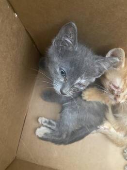 ALEJANDRA -  Domestic Short Hair Cat for Adoption in Dallas, Texas - ALEJANDRA | PetCurious