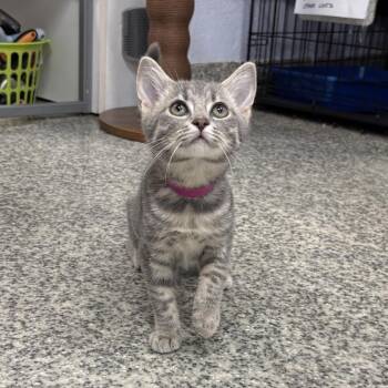 Jameson -  Domestic Short Hair Cat for Adoption in Falls Church, Virginia - Jameson | PetCurious