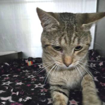 Sleepy -  Domestic Short Hair Cat for Adoption in Idaho Falls, Idaho - Sleepy | PetCurious