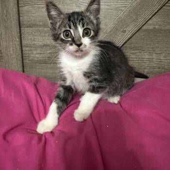 Domestic Short Hair Cats Available for Adoption in San Tan Valley, Arizona - Cyler | PetCurious