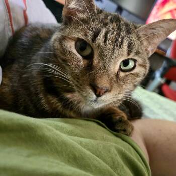 Domestic Short Hair Cats Available for Adoption in Richmond, Virginia - Kameko | PetCurious