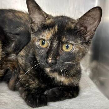 Delightful -  Domestic Short Hair Cat for Adoption in Matteson, Illinois - Delightful | PetCurious
