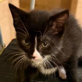 Tapioca -  Domestic Short Hair Cat for Adoption in Cumming, Georgia - Tapioca | PetCurious
