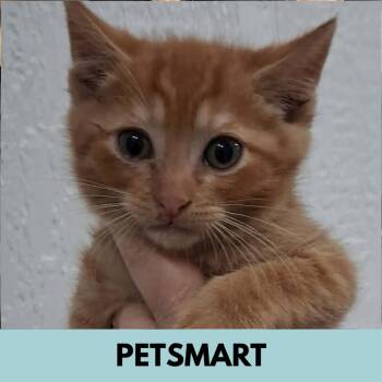 Redwood -  Domestic Short Hair Cat for Adoption in Lakewood, Colorado - Redwood | PetCurious