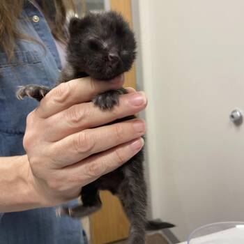 Honeysuckle -  Domestic Medium Hair Cat for Adoption in Chattanooga, Tennessee - Honeysuckle | PetCurious