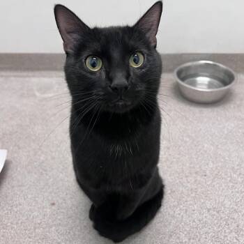 Marlowe -  Domestic Short Hair Cat for Adoption in Arlington Heights, Illinois - Marlowe | PetCurious