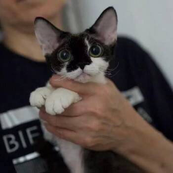Rabbit -  Devon Rex Cat for Adoption in Los Angeles, California - Rabbit | PetCurious