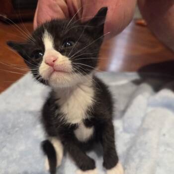 Domestic Short Hair Cats Available for Adoption in Bel Air, Maryland - Willow | PetCurious