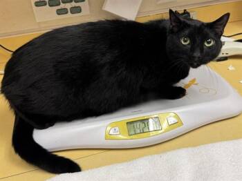 CHARLIE -  Domestic Short Hair Cat for Adoption in Colorado Springs, Colorado - CHARLIE | PetCurious
