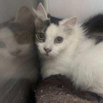 Turkish Angora Cats Available for Adoption in Casa Grande, Arizona - Peggy | PetCurious