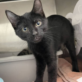 Rescue Domestic Short Hair Cats for Adoption in Wheaton, Illinois - Galaxy World | PetCurious