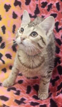 Elaine -  Domestic Short Hair Cat Available for Adoption in Little Rock, Arkansas - Elaine | PetCurious