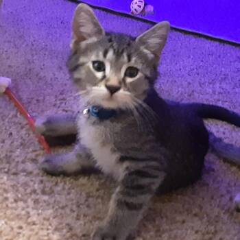 Domestic Short Hair Cats Available for Adoption - Reeses | PetCurious