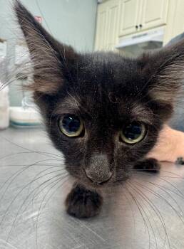 Cutie -  Domestic Short Hair Cat for Adoption in Danielsville, Georgia - Cutie | PetCurious