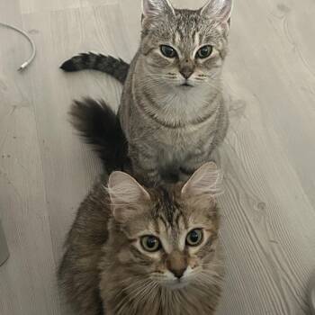Domestic Medium Hair Cats Available for Adoption in Chicago, Illinois - Lolly & Lucy, Bonded Pair | PetCurious