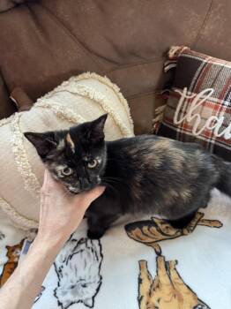 Escalade -  Domestic Short Hair Cat for Adoption - Escalade | PetCurious