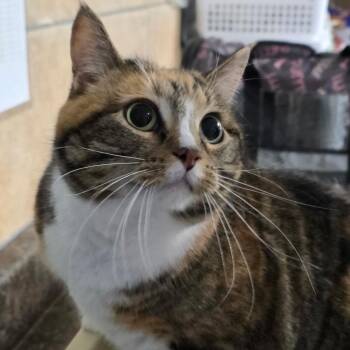 Domestic Short Hair Cats Available for Adoption - Kitty Love | PetCurious