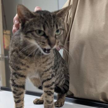 Cali -  Domestic Short Hair Cat for Adoption in Canton, Illinois - Cali | PetCurious