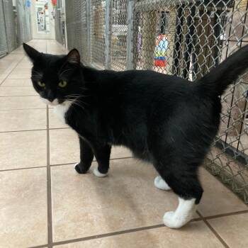 Mama Cookie -  Domestic Short Hair Cat Available for Adoption in Youngtown, Arizona - Mama Cookie | PetCurious