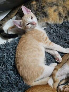 Scritch Go. -  Domestic Short Hair Cat for Adoption in West Peoria, Illinois - Scritch Go. | PetCurious