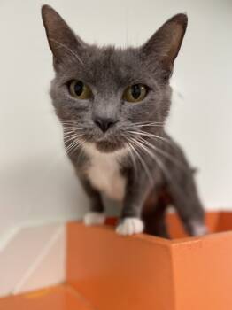 Rescue Domestic Short Hair Cats for Adoption in Batavia, Ohio - Amira | PetCurious