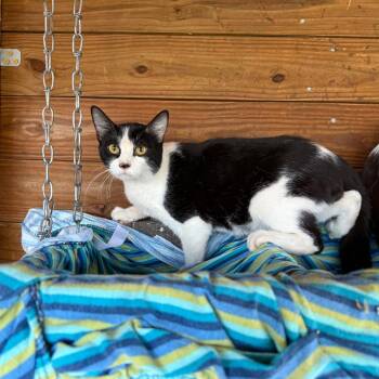 Sonny (The Forgotten) -  Domestic Short Hair Cat for Adoption in Lancaster, Ohio - Sonny (The Forgotten) | PetCurious
