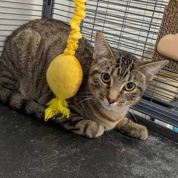Max -  Domestic Short Hair Cat for Adoption in Hannibal, Missouri - Max | PetCurious