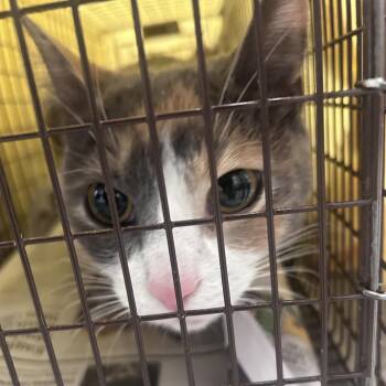 Domestic Short Hair Cats Available for Adoption in Philadelphia, Pennsylvania - Dixie | PetCurious