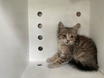 KREO -  Domestic Medium Hair Cat for Adoption in Ontario, California - KREO | PetCurious