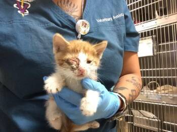 A1931890 -  Domestic Short Hair Cat for Adoption in Riverside, California - A1931890 | PetCurious