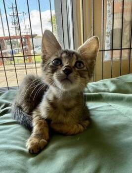 Grits -  Domestic Short Hair Cat for Adoption in New Orleans, Louisiana - Grits | PetCurious