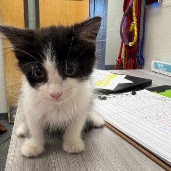 Donna -  Domestic Long Hair Cat for Adoption in Columbiana, Alabama - Donna | PetCurious