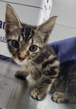 Pen 35 Chamomile -  Domestic Short Hair Cat for Adoption in Lawrenceville, Georgia - Pen 35 Chamomile | PetCurious