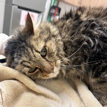 Domestic Long Hair Cats Available for Adoption in Reno, Nevada - Tango | PetCurious