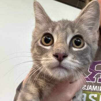 Marcella -  Domestic Short Hair Cat for Adoption in Des Moines, Iowa - Marcella | PetCurious