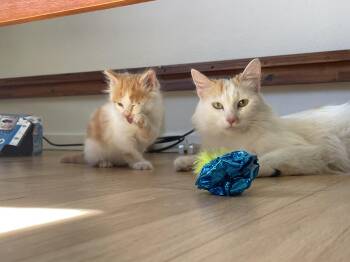 Mystic -  Domestic Long Hair Cat for Adoption in Diamond Springs, California - Mystic | PetCurious