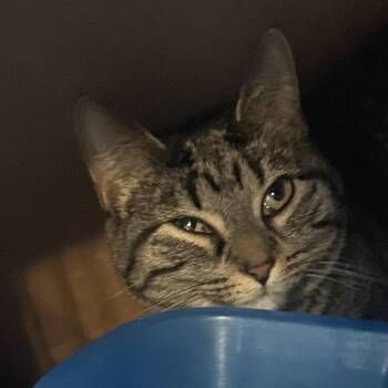 Monster Truck -  Domestic Short Hair Cat for Adoption in Marion, Illinois - Monster Truck | PetCurious