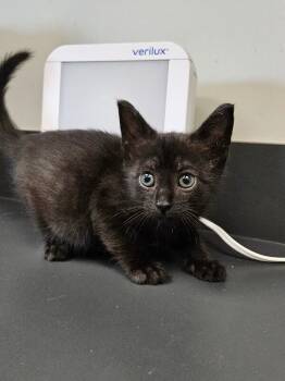 Fruit Loop -  Domestic Short Hair Cat for Adoption in Disputanta, Virginia - Fruit Loop | PetCurious