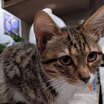 Furgie -  Domestic Short Hair and Tabby Cat for Adoption in Antioch, California - Furgie | PetCurious