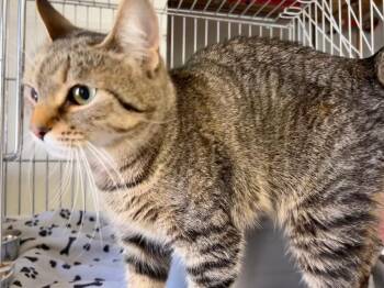 Domestic Short Hair Cats Available for Adoption - 18 - Cinnamon Sugar / 18-Grey Shadow | PetCurious