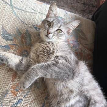 Parmesan -  Domestic Short Hair Cat for Adoption in Evanston, Illinois - Parmesan | PetCurious