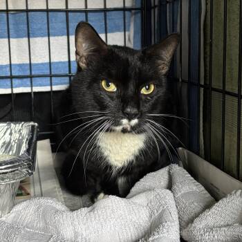 Tuxedo Cats Available for Adoption in Clifton, New Jersey - Danny Coming In  | PetCurious