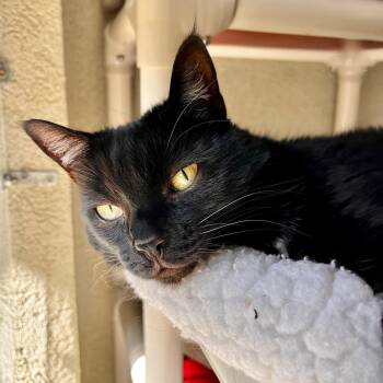 Domestic Short Hair Cats Available for Adoption in Boise, Idaho - Jinxy | PetCurious