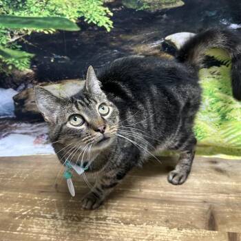 Old Tiger -  Domestic Short Hair Cat for Adoption in Normal, Illinois - Old Tiger | PetCurious