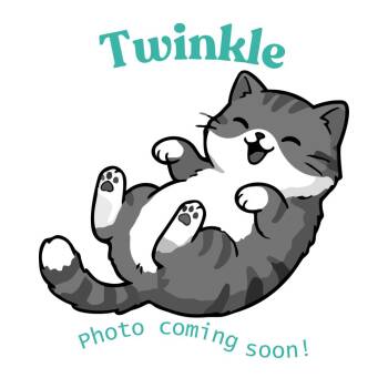 Twinkle -  American Shorthair Cat Available for Adoption in Houston, Texas - Twinkle | PetCurious
