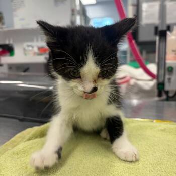 Admiral -  American Shorthair Cat for Adoption in Milton, Florida - Admiral | PetCurious