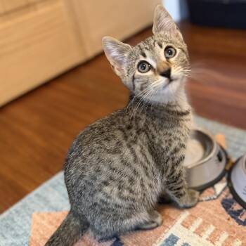 Leo II -  Domestic Short Hair Cat for Adoption in Roanoke, Virginia - Leo II | PetCurious