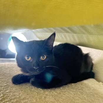 Domestic Short Hair Cats Available for Adoption in Las Vegas, Nevada - Diana | PetCurious