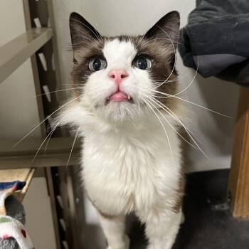 Rescue Domestic Medium Hair Cats for Adoption in Spencer, Iowa - Ace | PetCurious